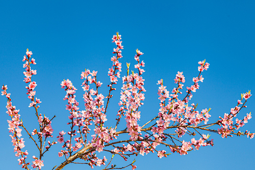 Blühende Kirschzweige